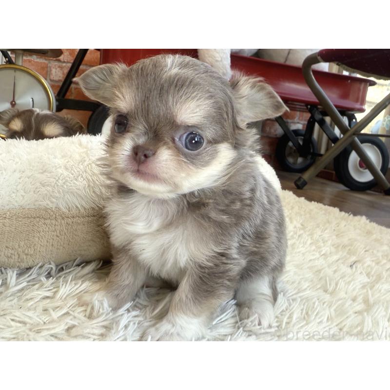 販売中の神奈川県のチワワ(ロングコート)-433921の3枚目