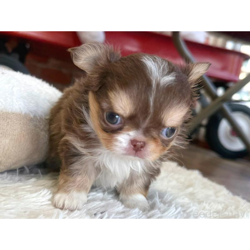 販売中の神奈川県のチワワ(ロングコート)-433922の6枚目