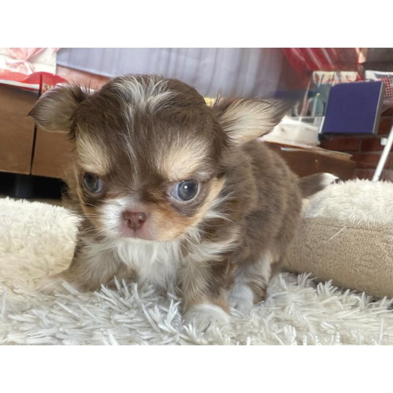 販売中の神奈川県のチワワ(ロングコート)-433922の5枚目