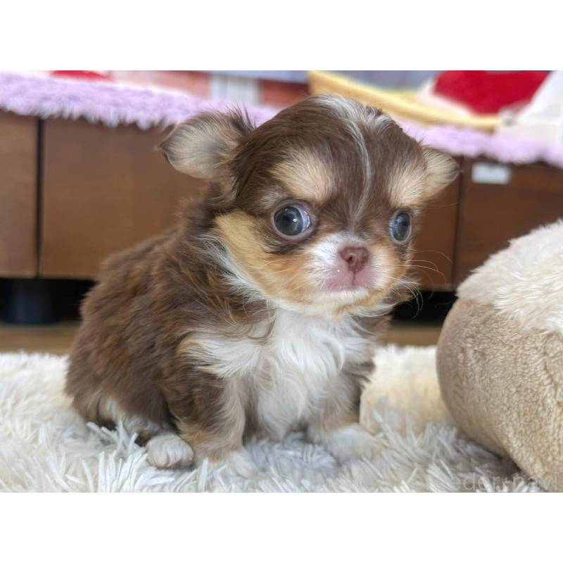 販売中の神奈川県のチワワ(ロングコート)-433922の4枚目