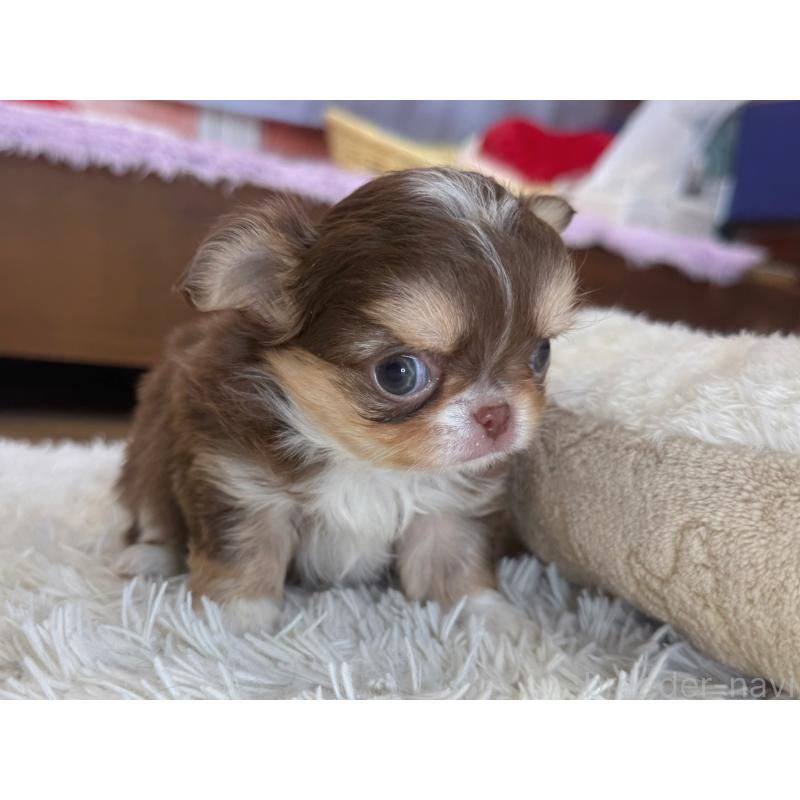 販売中の神奈川県のチワワ(ロングコート)-433922の3枚目