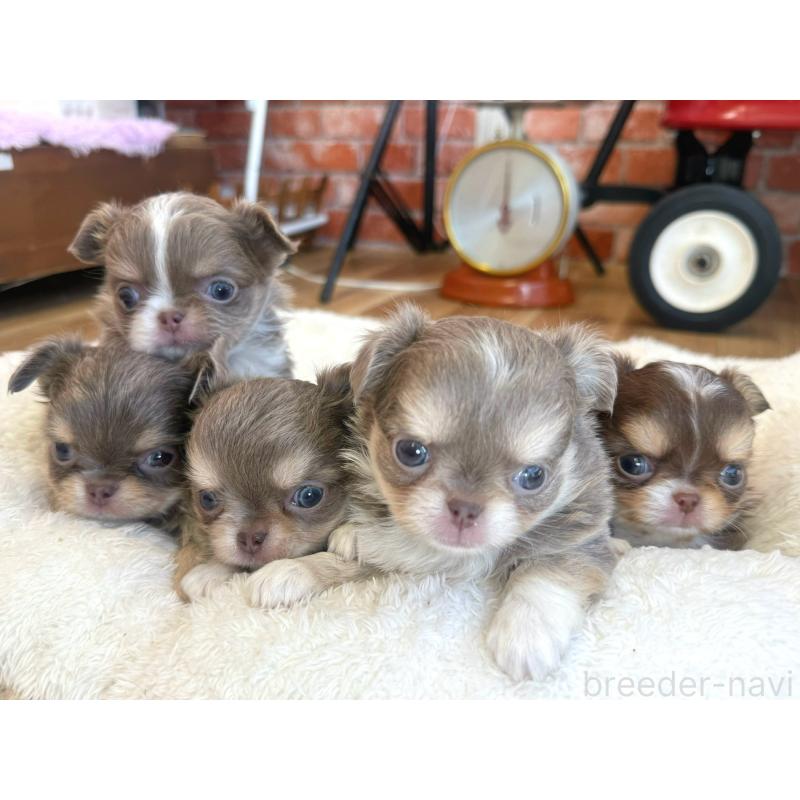 販売中の神奈川県のチワワ(ロングコート)-433922の2枚目