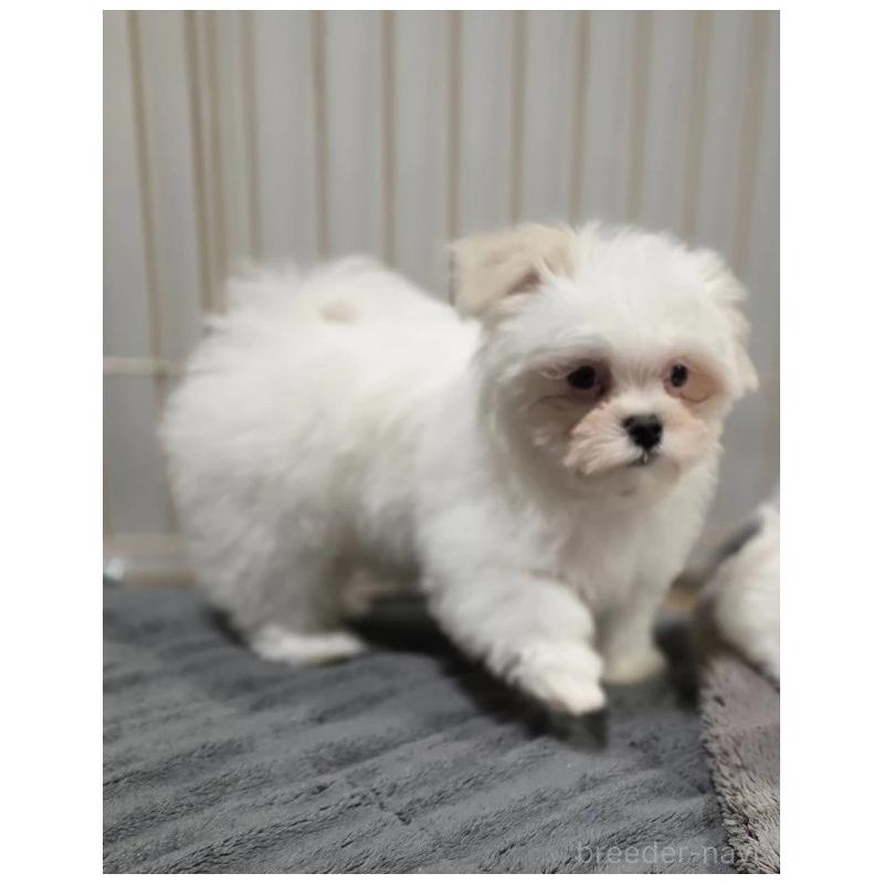 販売中の愛知県のマルチーズ-433923の3枚目