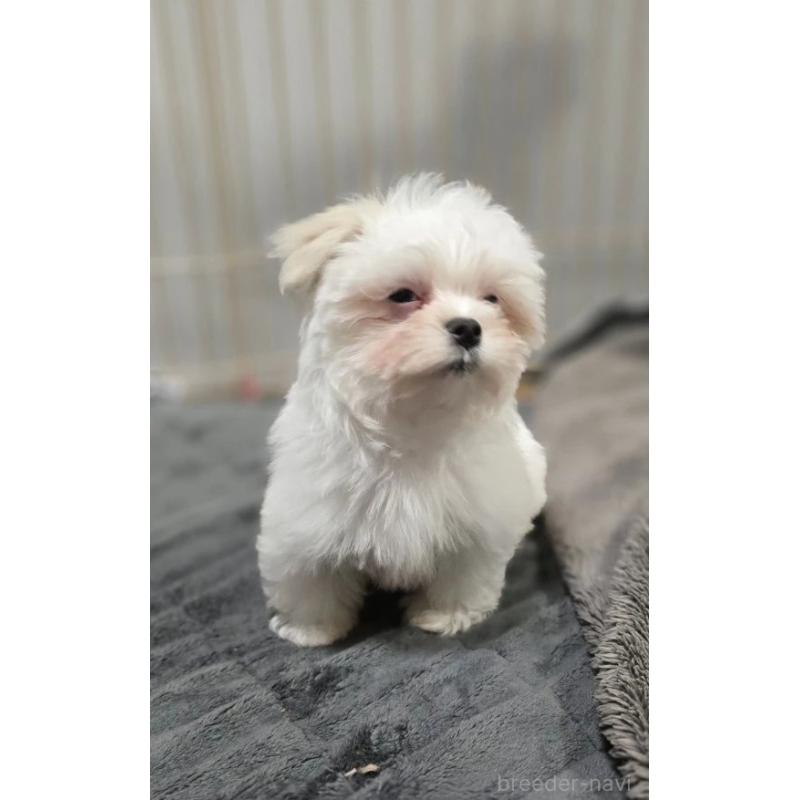 販売中の愛知県のマルチーズ-433923の2枚目