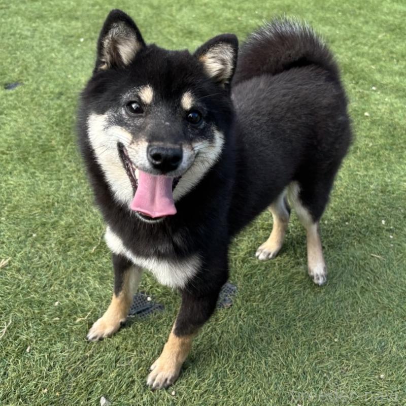 販売中の奈良県の豆柴-433925の1枚目