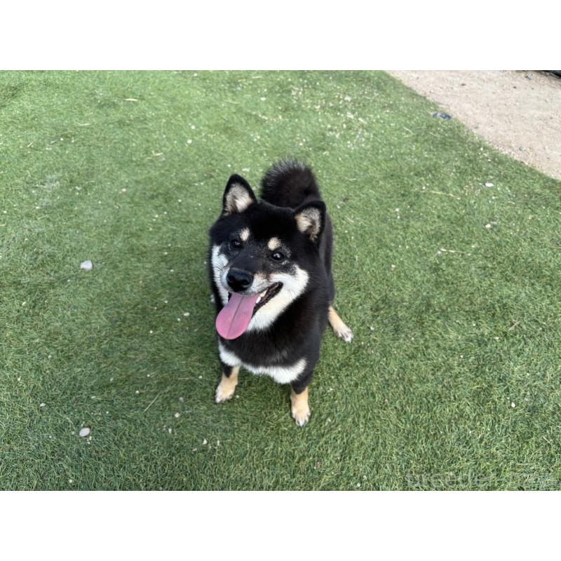 販売中の奈良県の豆柴-433925の6枚目