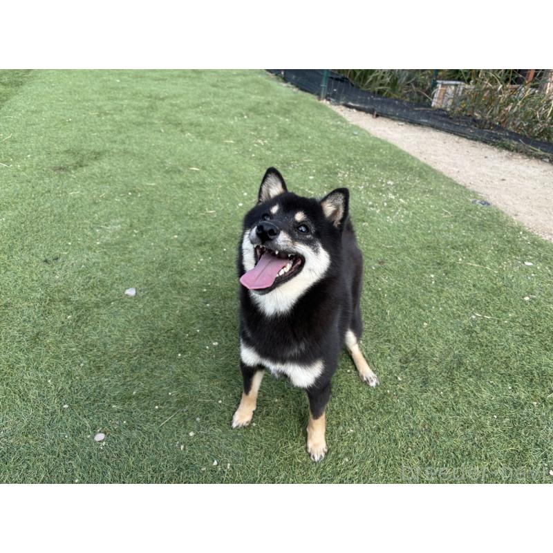 販売中の奈良県の豆柴-433925の5枚目