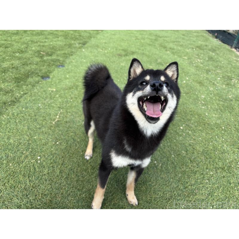 販売中の奈良県の豆柴-433925の4枚目