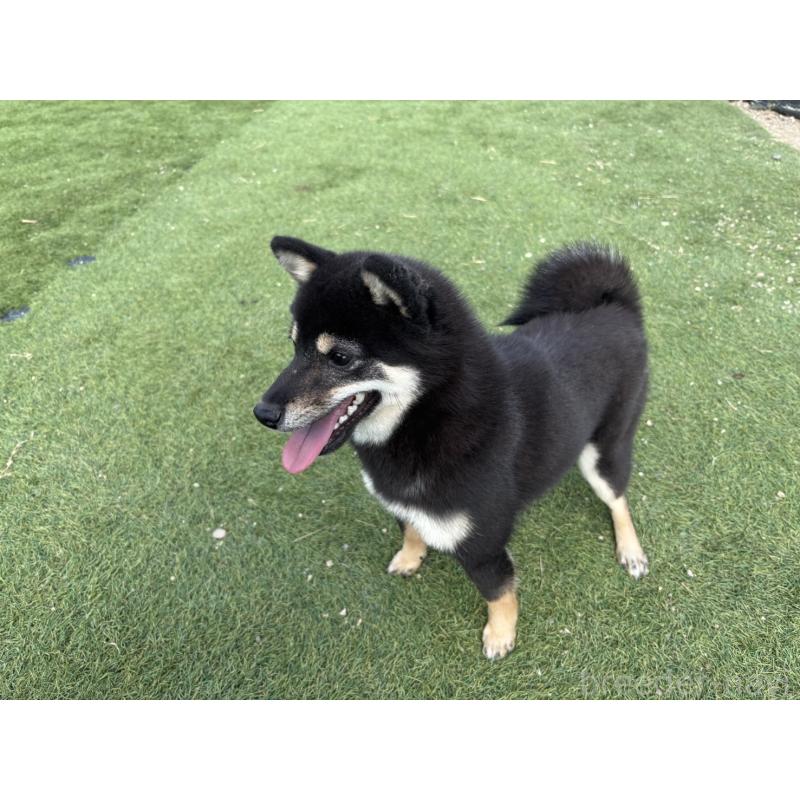 販売中の奈良県の豆柴-433925の3枚目