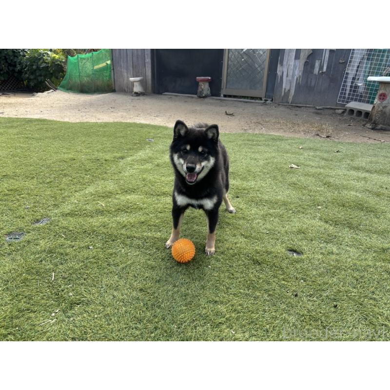 販売中の奈良県の豆柴-433925の2枚目