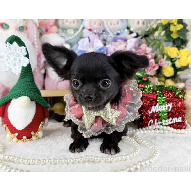 販売中の福岡県のチワワ(ロングコート)-399024の5枚目