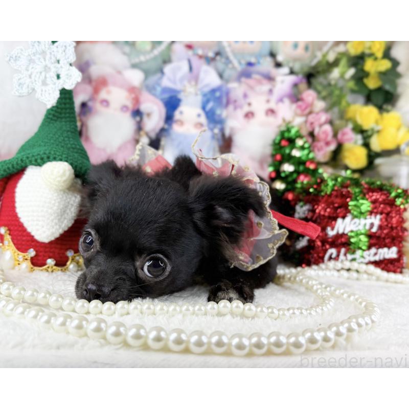 販売中の福岡県のチワワ(ロングコート)-399024の3枚目