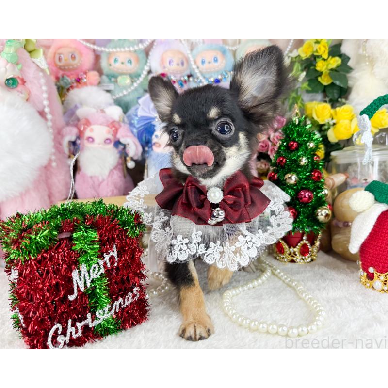 販売中の福岡県のチワワ(ロングコート)-406313の6枚目