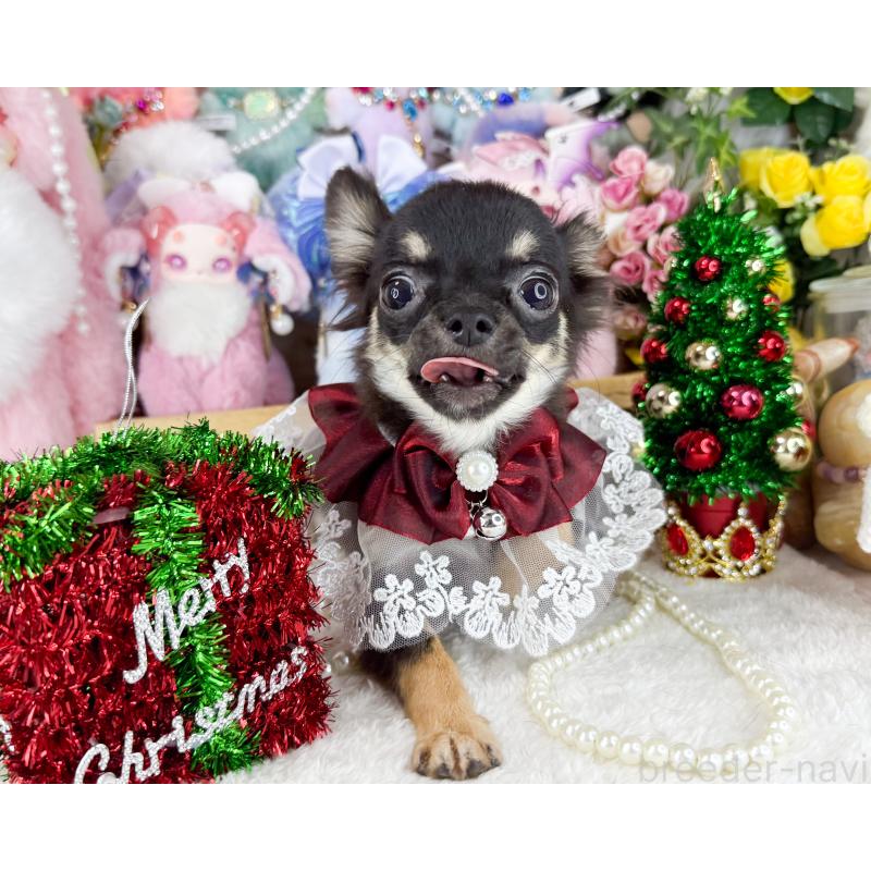 販売中の福岡県のチワワ(ロングコート)-406313の3枚目