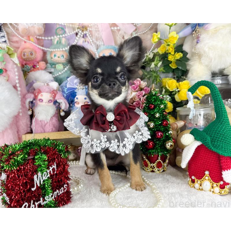 販売中の福岡県のチワワ(ロングコート)-406313の2枚目