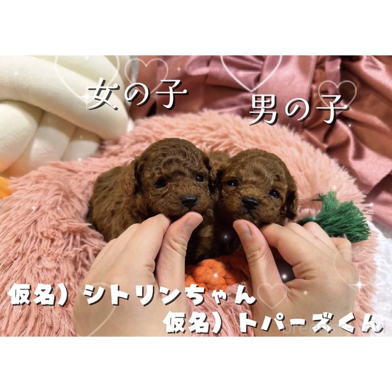 販売中の大阪府のティーカッププードル-433916の10枚目