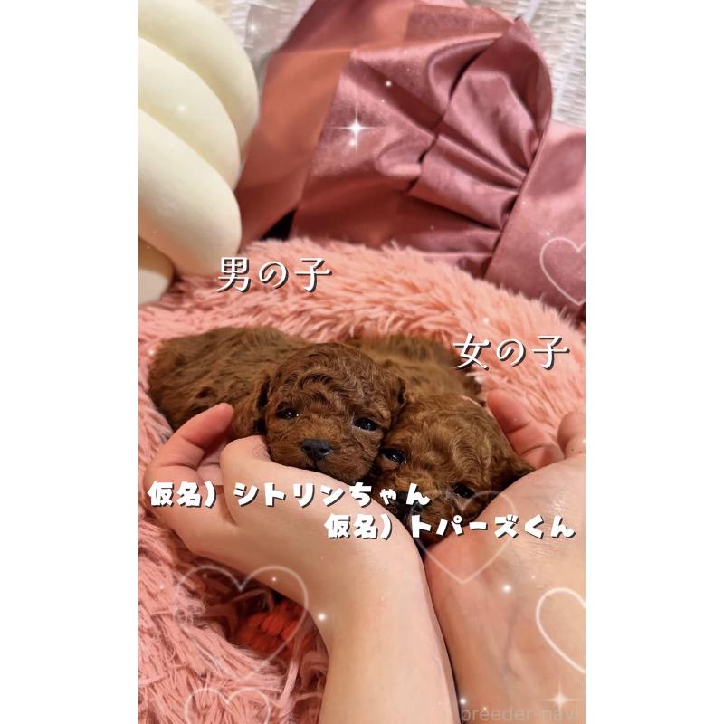 販売中の大阪府のティーカッププードル-433916の9枚目