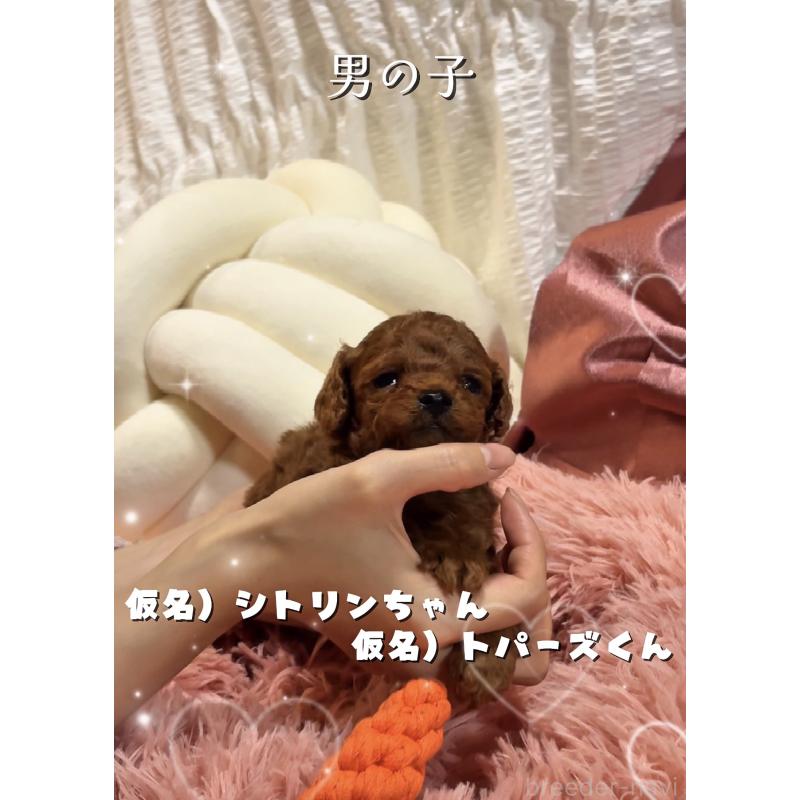 販売中の大阪府のティーカッププードル-433916の7枚目