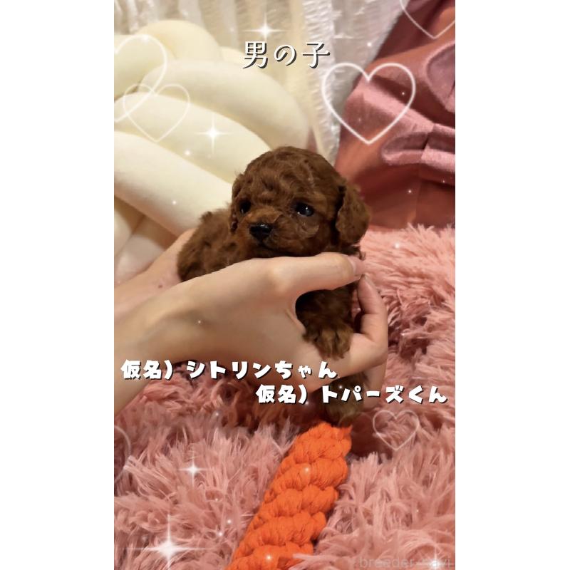 販売中の大阪府のティーカッププードル-433916の6枚目