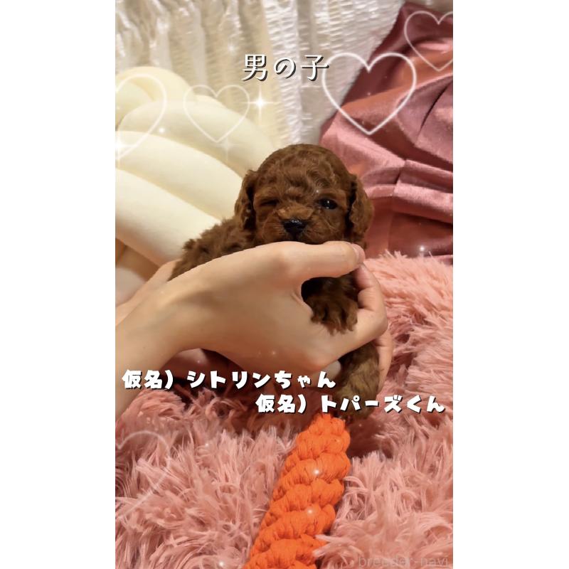 販売中の大阪府のティーカッププードル-433916の5枚目