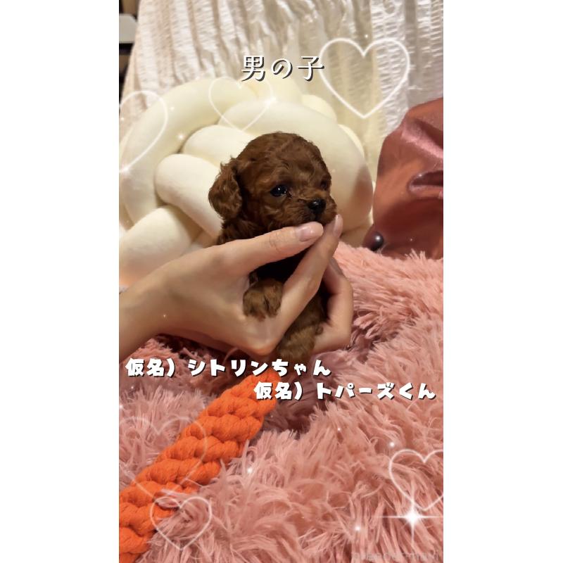 販売中の大阪府のティーカッププードル-433916の4枚目