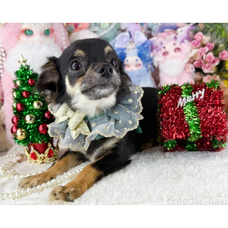 販売中の福岡県のチワワ(ロングコート)-399023の6枚目