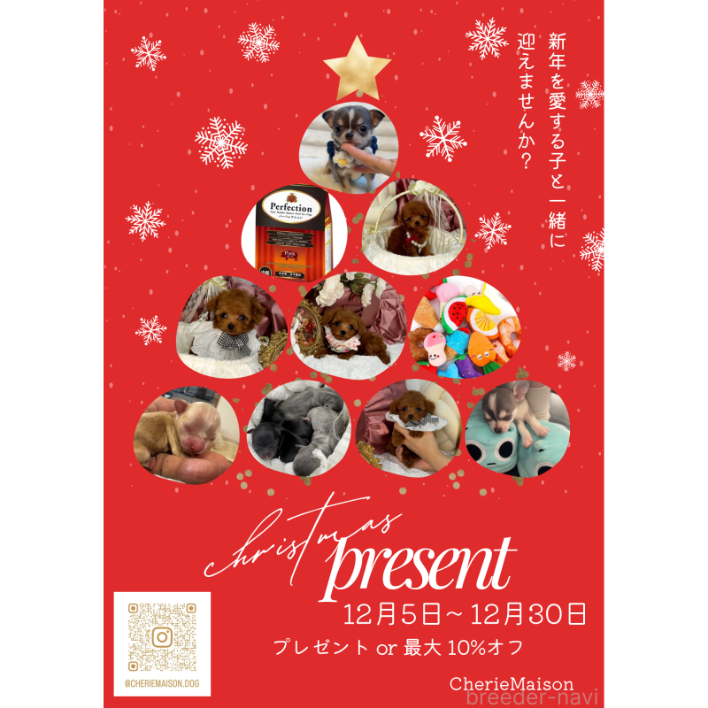 販売中の大阪府のティーカッププードル-433916の2枚目