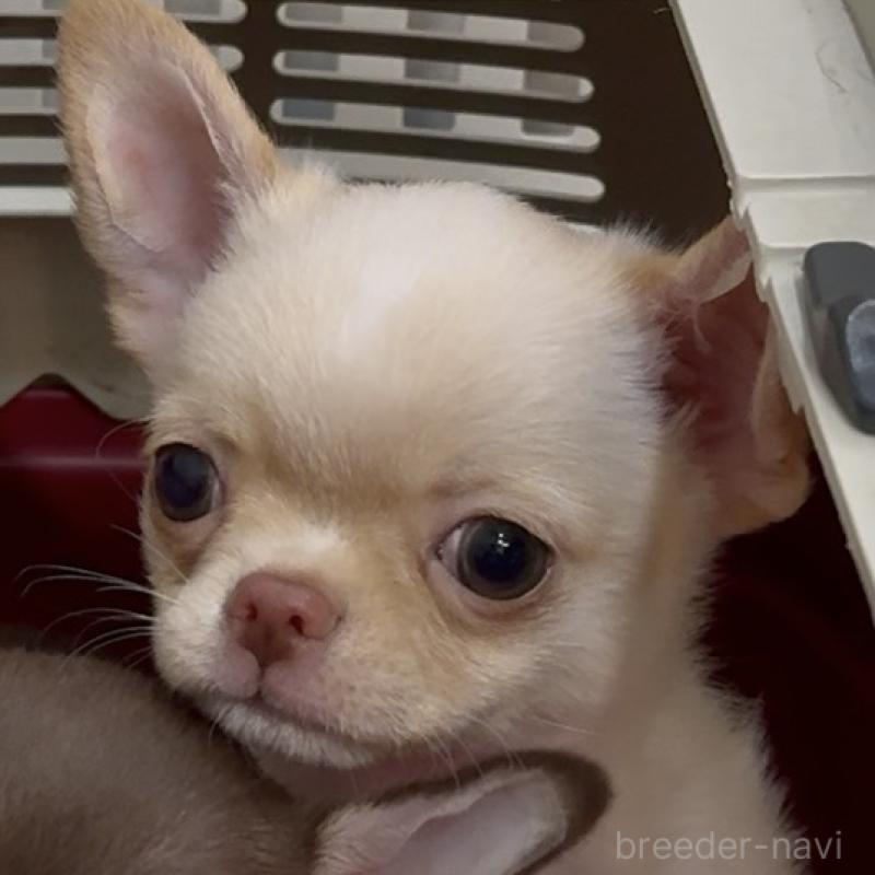 販売中の東京都のチワワ(ロングコート)-430993の11枚目