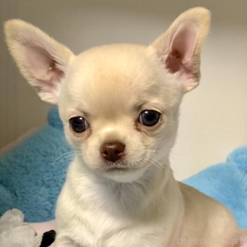 販売中の東京都のチワワ(スムースコート)-429866