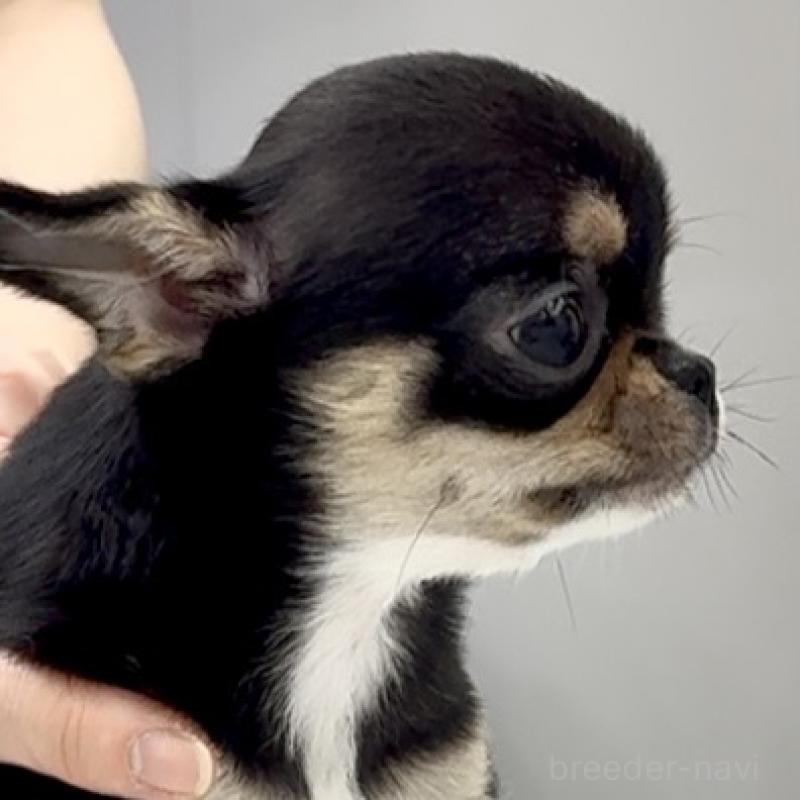 成約済の東京都のチワワ(スムースコート)-429902の4枚目