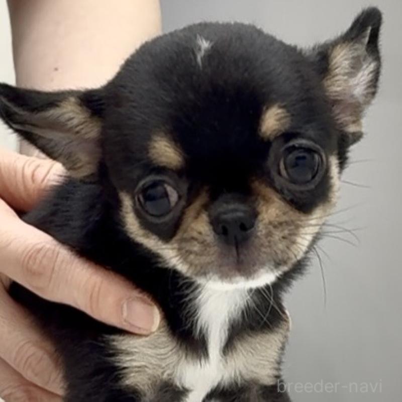 成約済の東京都のチワワ(スムースコート)-429902の2枚目