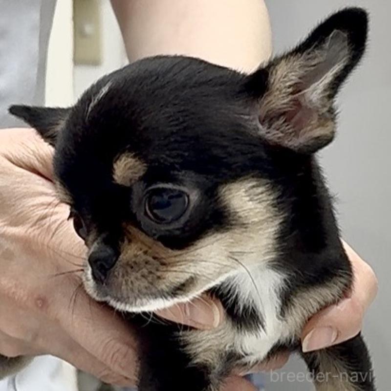 成約済の東京都のチワワ(スムースコート)-429902の3枚目