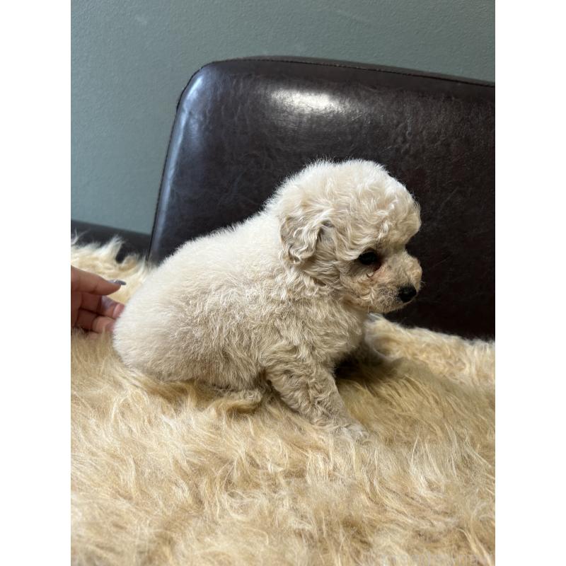 販売中の鹿児島県のタイニープードル-433078の6枚目