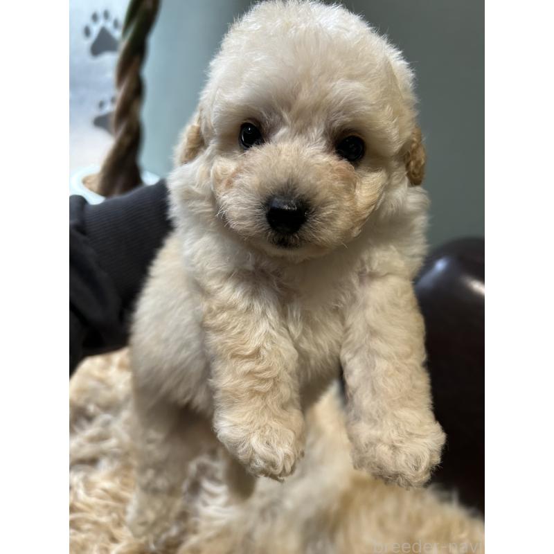 成約済の鹿児島県のタイニープードル-433075の5枚目