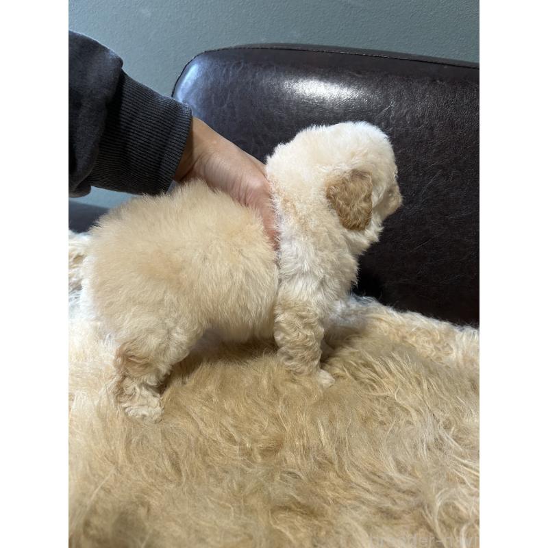 成約済の鹿児島県のタイニープードル-433075の4枚目