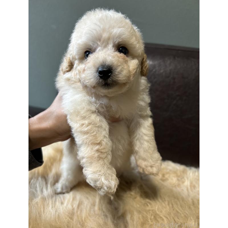 成約済の鹿児島県のタイニープードル-433075の3枚目