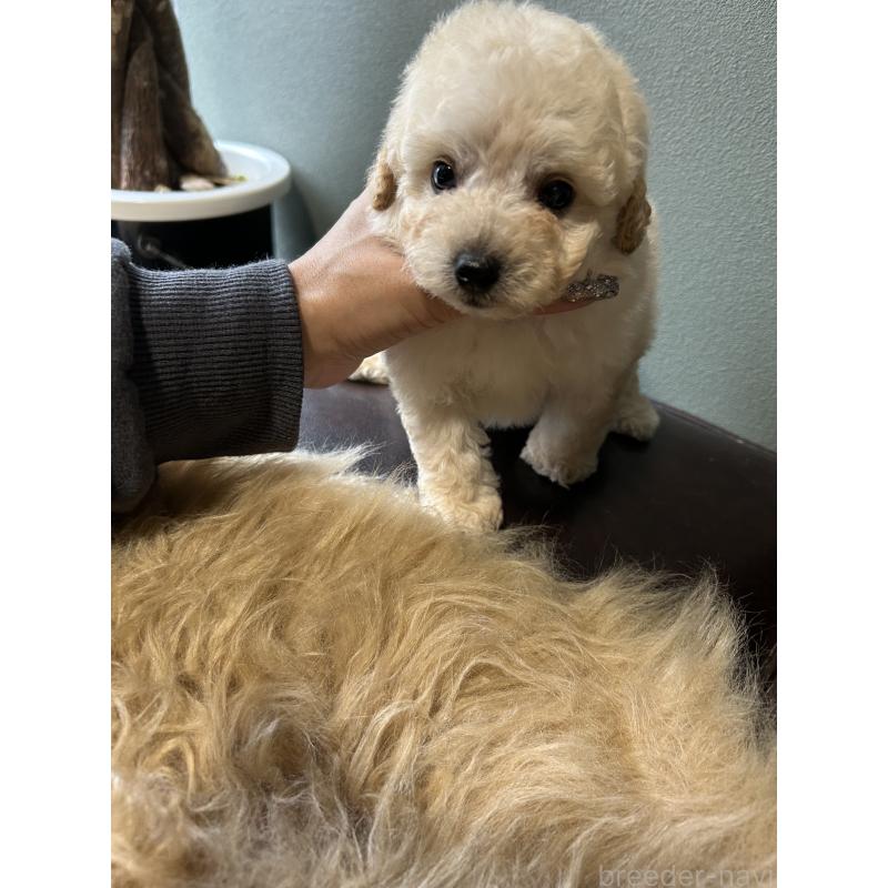 成約済の鹿児島県のタイニープードル-433075の2枚目