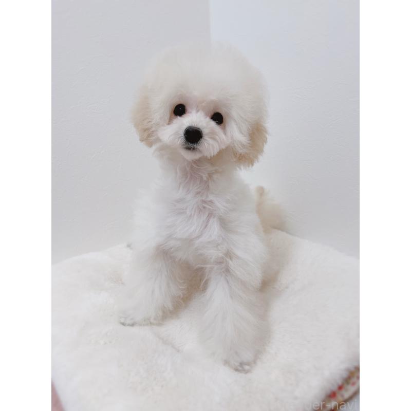 販売中の福岡県のタイニープードル-418527の5枚目