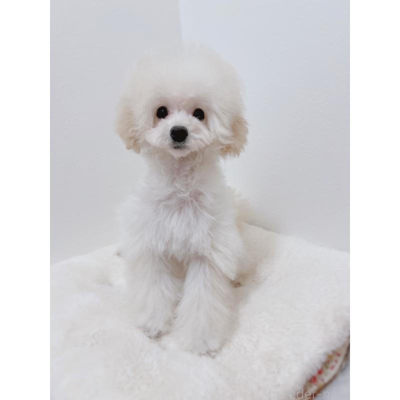 販売中の福岡県のタイニープードル-418527の4枚目