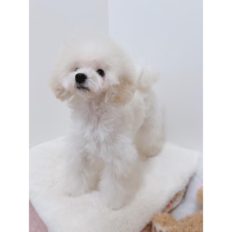 販売中の福岡県のタイニープードル-418527の3枚目