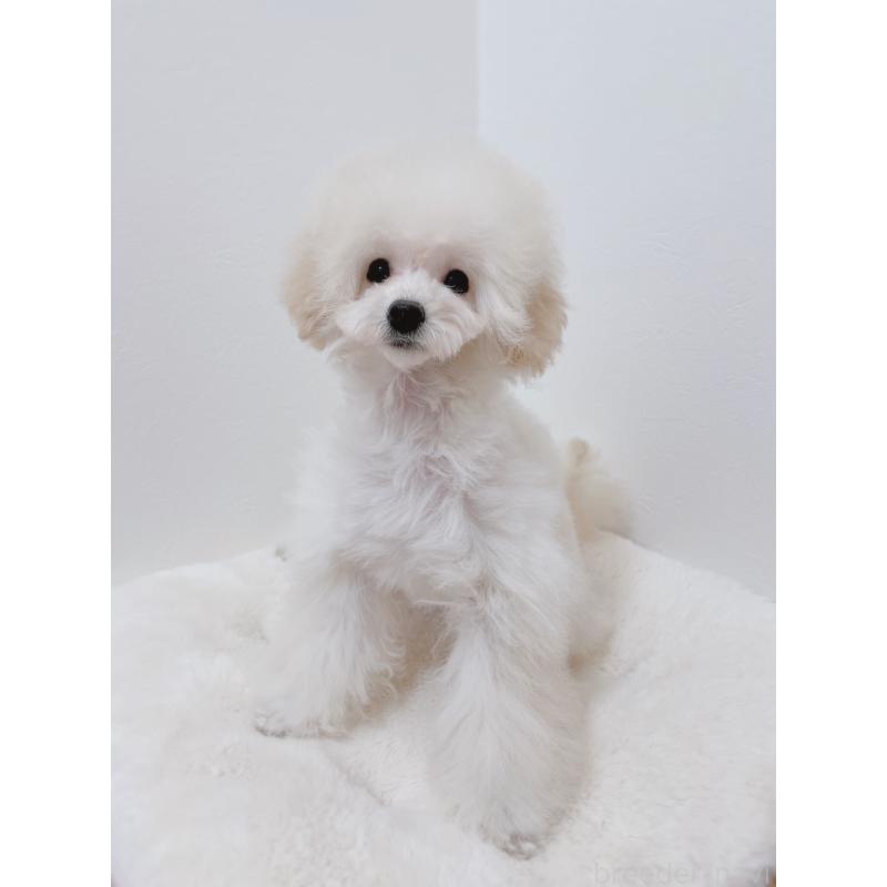 販売中の福岡県のタイニープードル-418527の2枚目