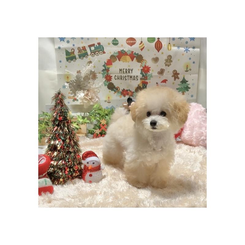 販売中の兵庫県のティーカッププードル-413257の4枚目