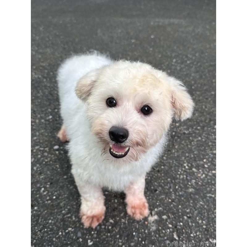 販売中の東京都のビションフリーゼ-433967の1枚目