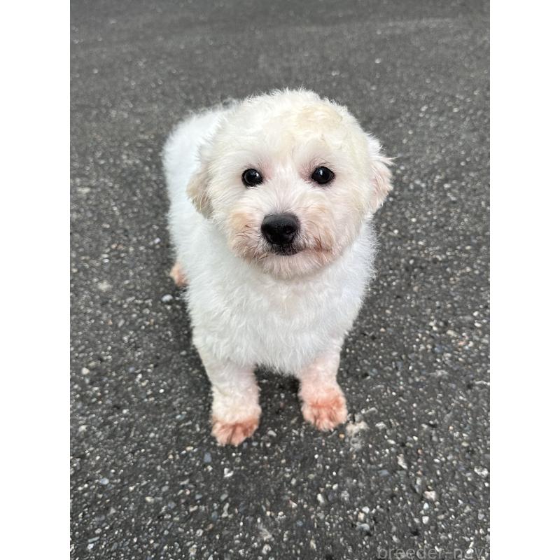 販売中の東京都のビションフリーゼ-433967の4枚目