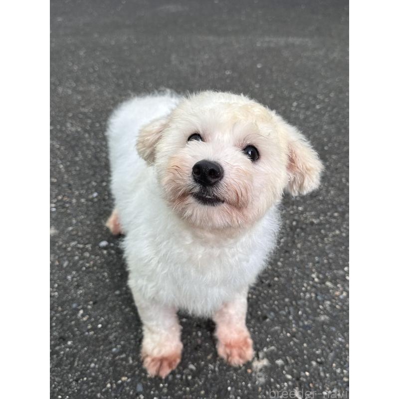 販売中の東京都のビションフリーゼ-433967の3枚目