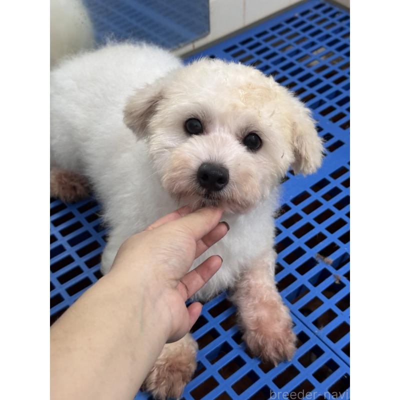 販売中の東京都のビションフリーゼ-433967の2枚目