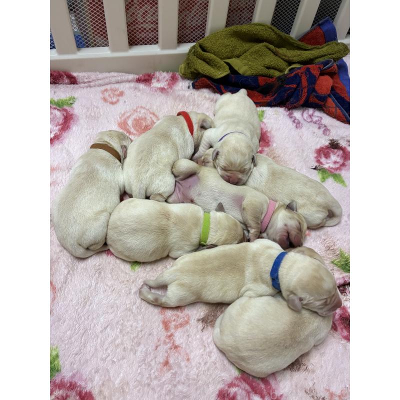 販売中の兵庫県のラブラドールレトリーバー-432586