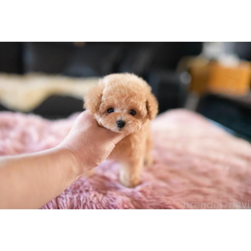 成約済の茨城県のティーカッププードル-432020の6枚目