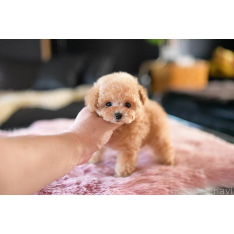 成約済の茨城県のティーカッププードル-432020の5枚目