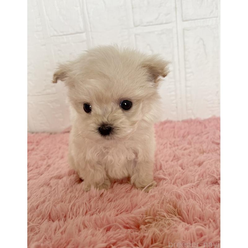 販売中の北海道のマルプー:マルチーズ×トイプードル-430326の9枚目